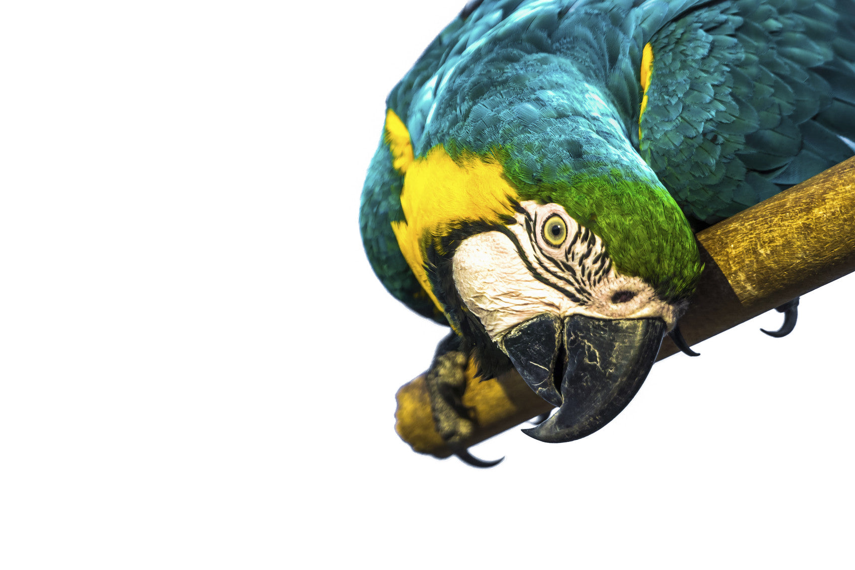 This September, Bird is the Word