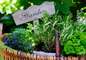Home Decor: Turn a ginger jar into a herb garden